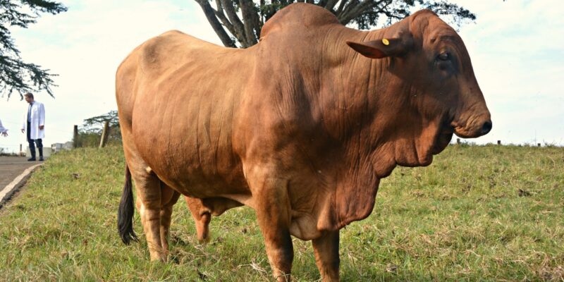 Trypanosomiasis in Cow