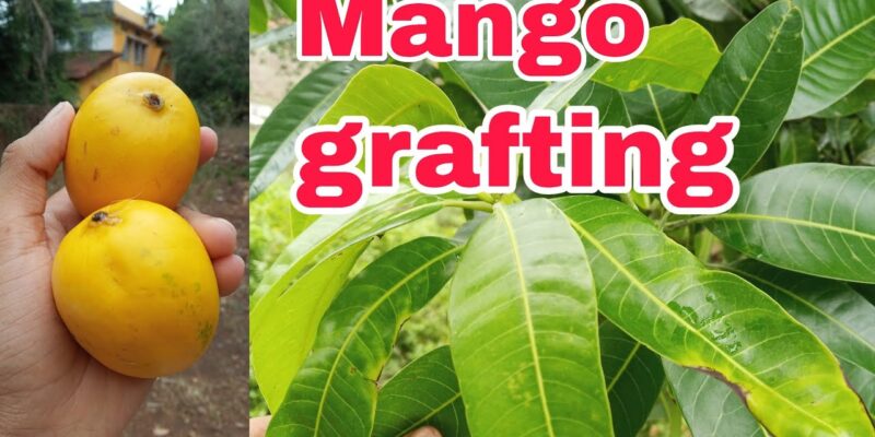 Veneer Grafting in Mango Trees