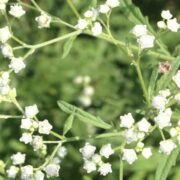 Parthenium