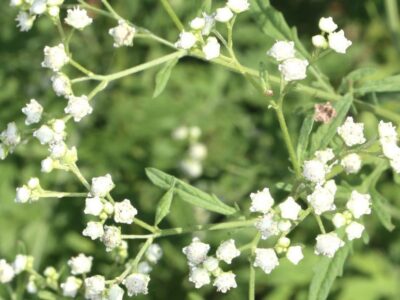 Parthenium