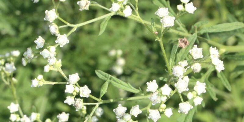 Parthenium