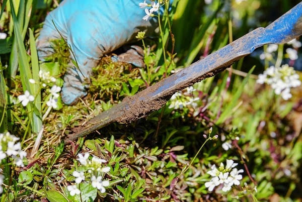 Weed Management Practices