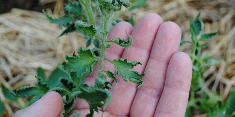 Weed Management