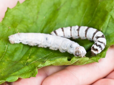 Silkworms