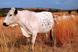 African gall Sickness in Cattle