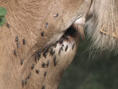 African gall Sickness