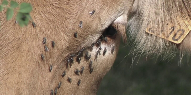 African gall Sickness