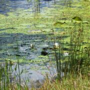Aquatic weed pond