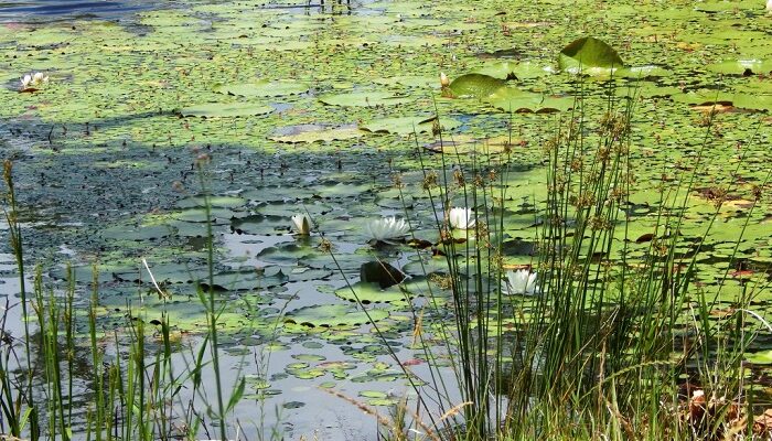 Aquatic weed pond