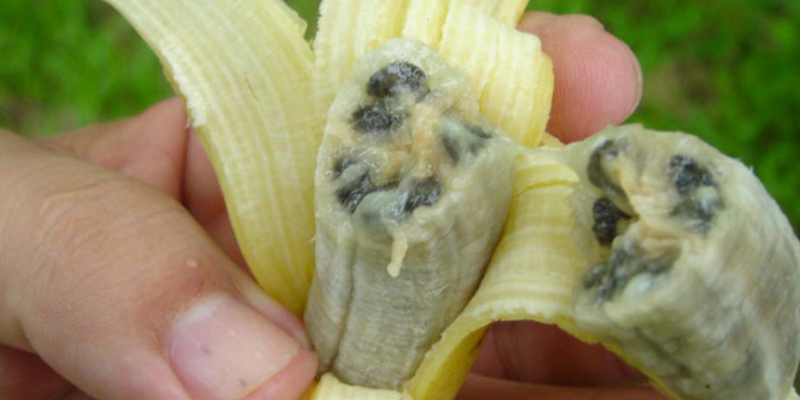 panama banana dieases