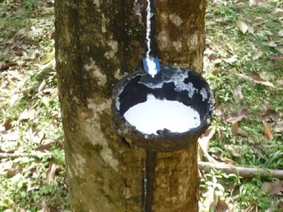 Bnayan tree