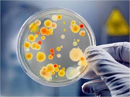 Microorganisms in Crops