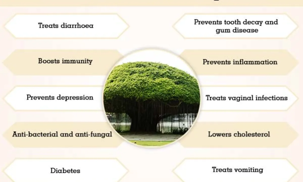  Benefits of Banyan tree milk: