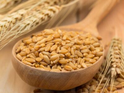 Benefits of Barley seeds