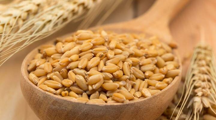 Benefits of Barley seeds