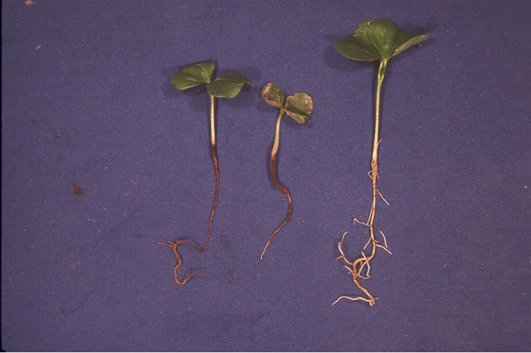 Plants Effected by Black Rot