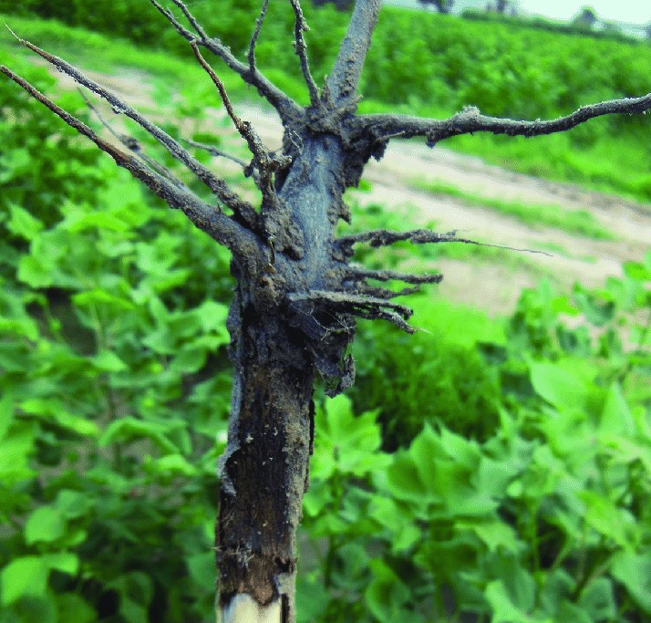Black Rot in Cotton