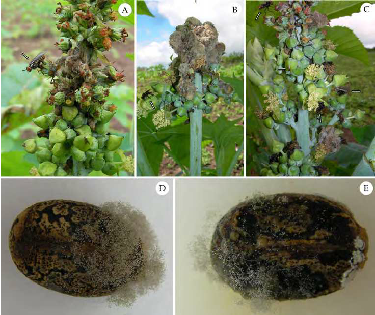 Castor Bean As A Pest Host