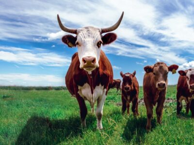 Theileriosis in cattle