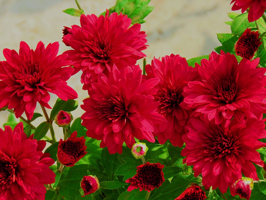 Chamanthi Flowers