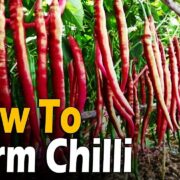 How to farm Chili