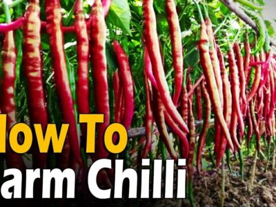 How to farm Chili