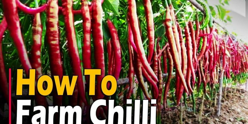 How to farm Chili