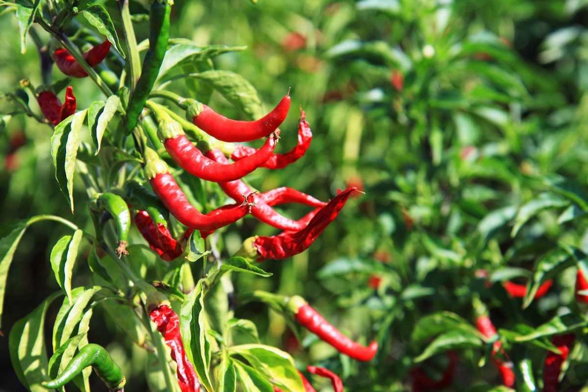 Chili Cultivation