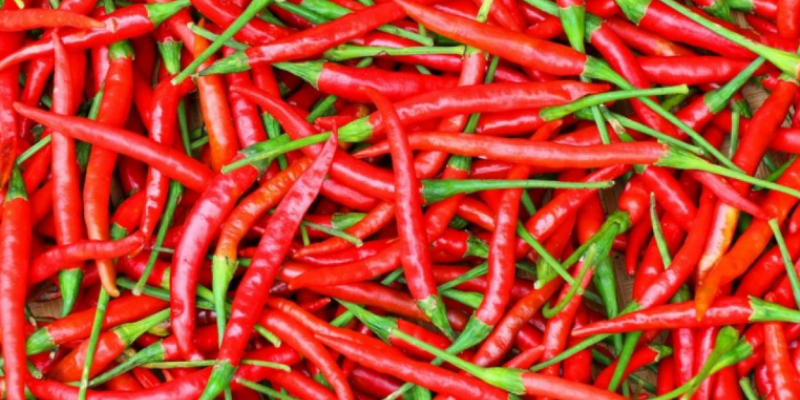 chillies Production