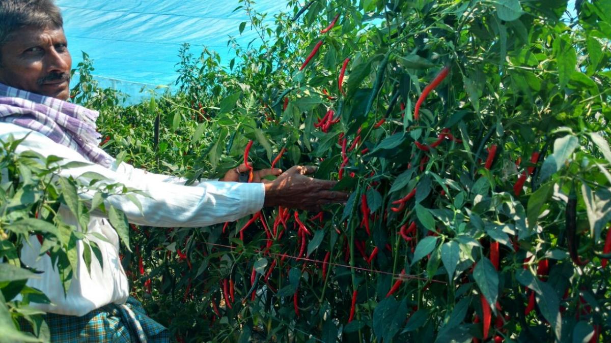 Chilli seed production