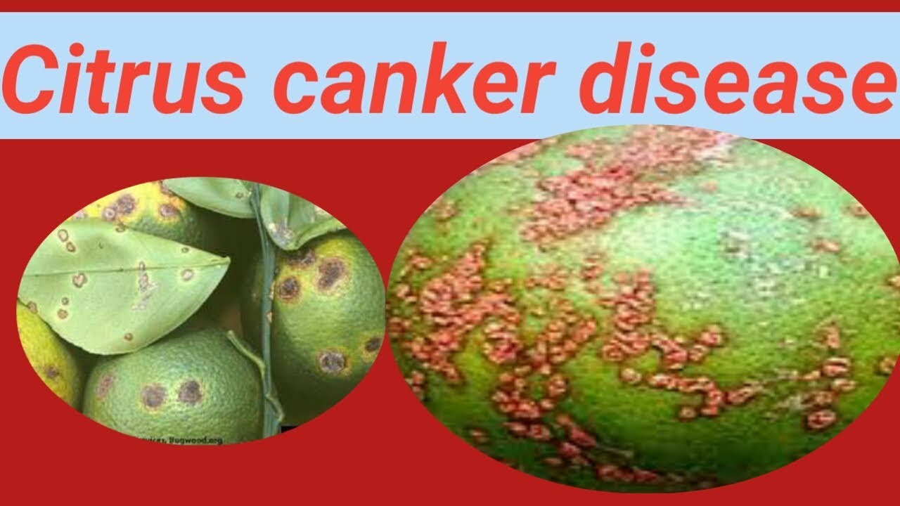 Citrus Canker Disease