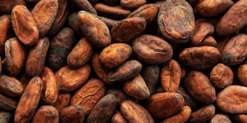 Cocoa Crop