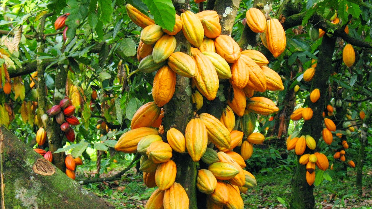 Cocoa Crop