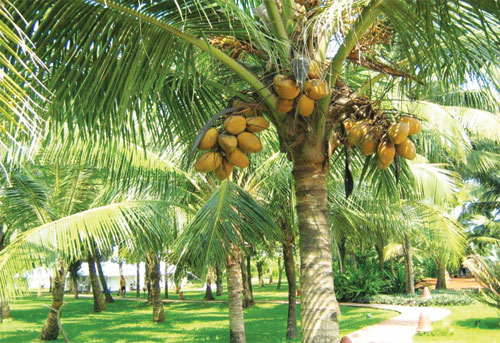 Coconut and Cocoa Crops in September