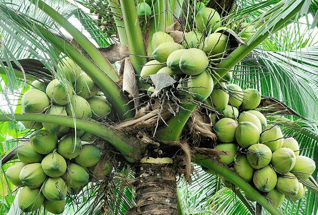 Coconut and Cocoa Crops in September