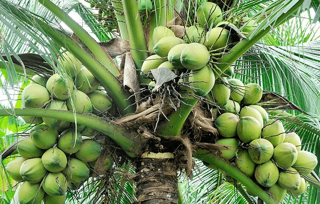 Coconut Tree