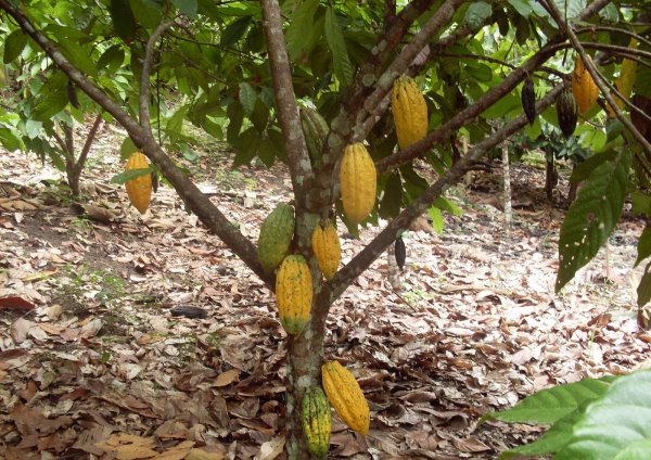 Cocoa Crop