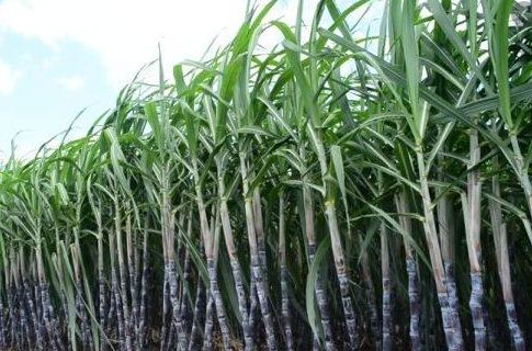 Organic Sugarcane Farming