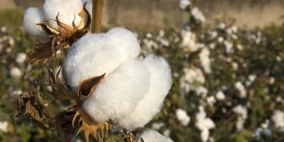 Cotton Cultivation