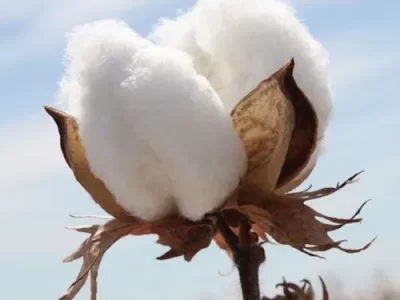 Cotton Plant