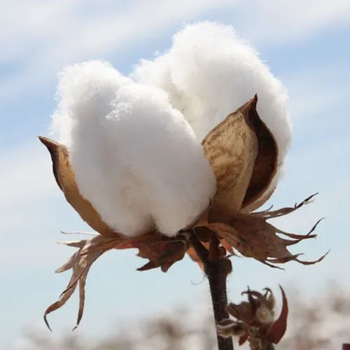 Cotton Plant