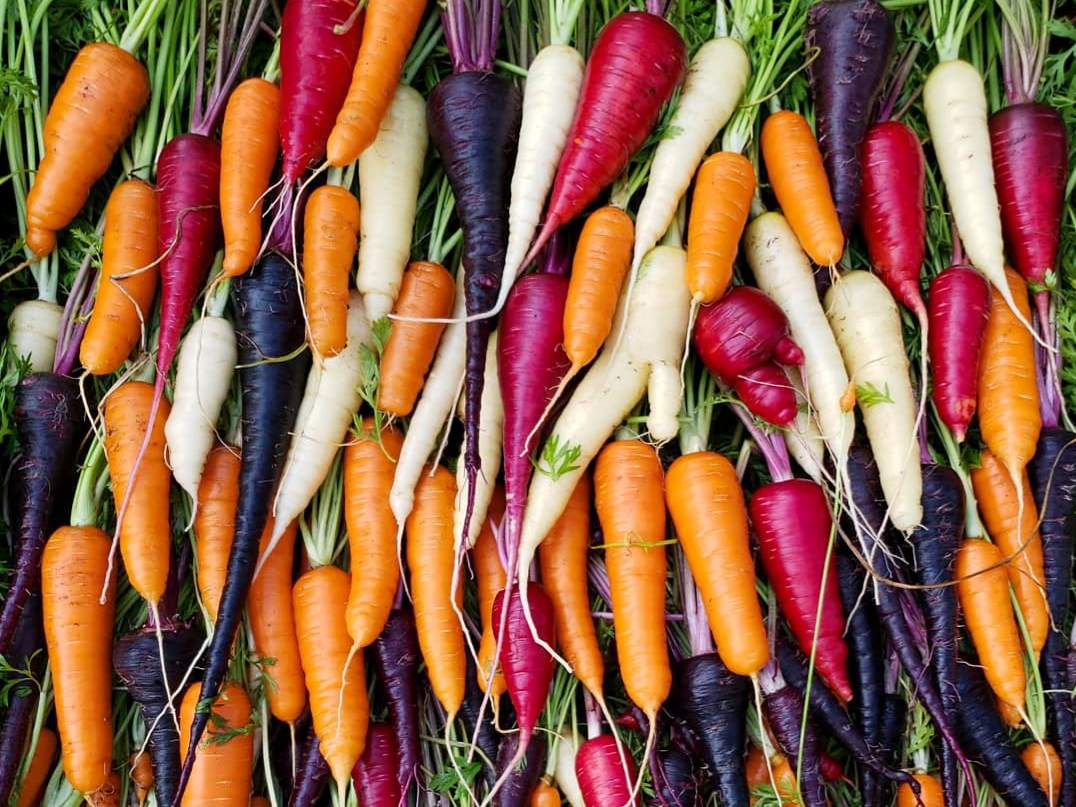 Cultivation Of Carrot