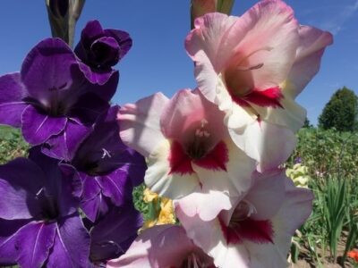 Cultivation and Protection of Gladiolus plant
