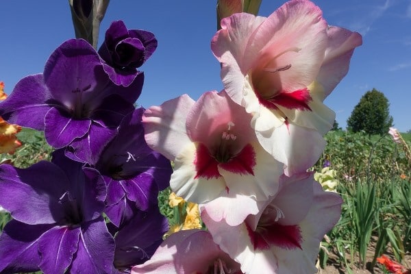 Cultivation and Protection of Gladiolus plant