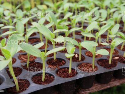 Cultivation in Pro-tray