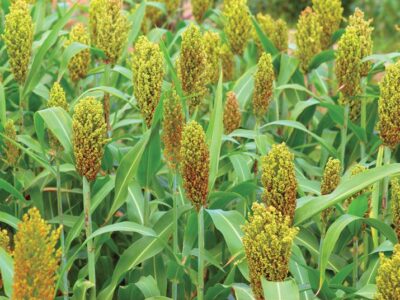 Cultivation of Sorghum