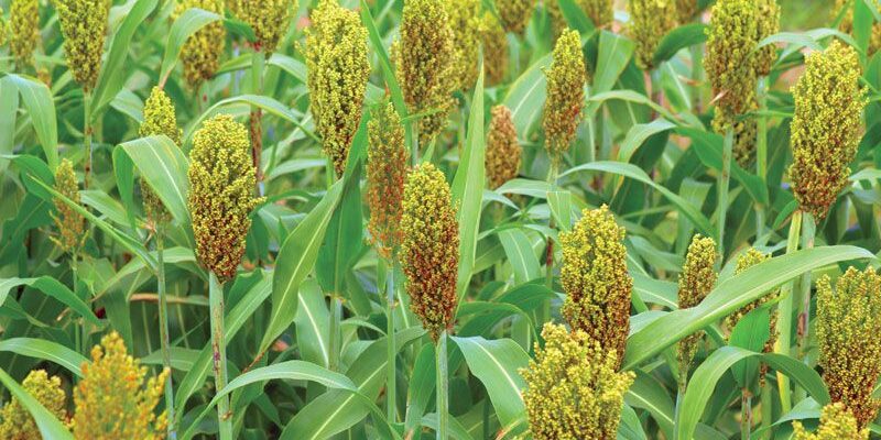 Cultivation of Sorghum