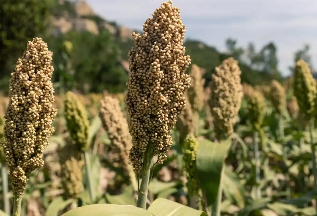 Cultivation of Sorghum