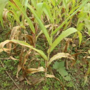 Nitrogen Deficiency in Plant