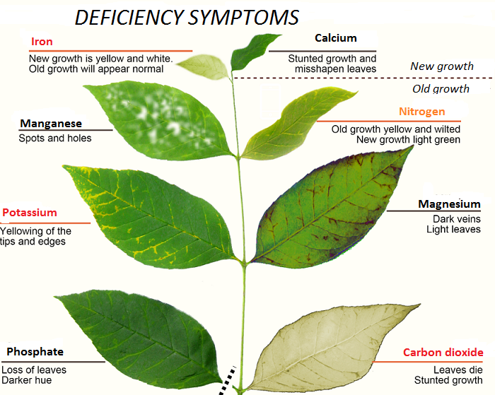 Deficiency Symptoms 